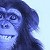 Blue Monkey - Marmoset